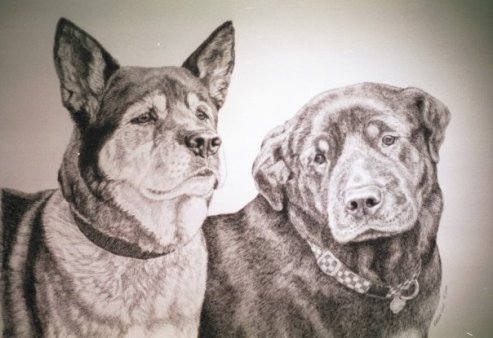 “Sundance and Brandy”, pen-and-ink of Akita and Rottweiler